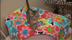 We're the adoptable dogs of save a pet, inc. Free Puppies And More Available For Adoption 11alive Com