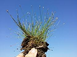 Image result for Eleocharis decoriglumis