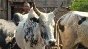 Madagascar New Irin Film The Zebu And The Zama Zama Film Zebu