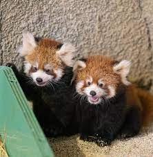 Cute Red Panda In 2020 Cute Red Panda Panda