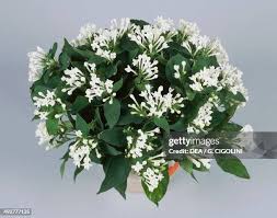 Image result for Bouvardia longiflora