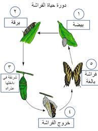 مدونة الحضانة أنشطه على أيام الاسبوع من سنة إلى خمس سنوات بالصور Days Of The Week Learning Arabic Arabic Kids Arabic Language
