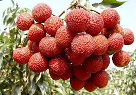 Lychee Seed Litchi Chinensis Lychee Fruit Fruit Fruit Health Benefits
