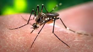 Maybe you would like to learn more about one of these? The U S City With The Worst Mosquito Problem Is