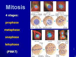 In the present communication, we present pmat, a 'photometry modular analysis tool' that allows users to accomplish common analysis routines through the use of a graphical user interface. Chapter 12 The Cell Cycle How Do Cells