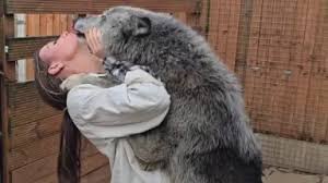 狼吻者///-哔哩哔哩_Bilibili