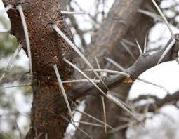 Image result for Acacia robusta