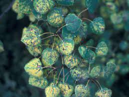 A black oak tree is a small sized, fast growing, deciduous tree that is commonly found in central and eastern north america. Common Insects Diseases Of Aspen Colorado State Forest Service