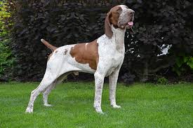 Image result for italský krátkosrstý ohař