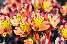 How To Plant And Grow Alstroemerias Guide Install It Direct