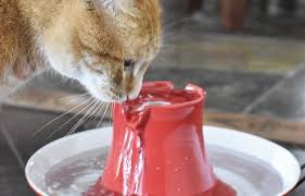 If her diet is predominately dry food, all that drinking is a good thing. Importance Of Cat Hydration Do Cats Drink Water Cat Lovers