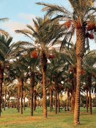 Maybe you would like to learn more about one of these? Date Palm Pictures Download Free Images On Unsplash