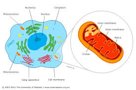 Cellular respiration occurs in mitochondria. Mitochondria Cell Powerhouses Science Learning Hub