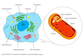 It's known as the powerhouse of the cell due to the fact that 38 cellular respiration is the metabolic process in which oxygen is used to breakdown carbohydrates, fats and proteins to generate cell respiration occurs in mitochondria. Mitochondria Cell Powerhouses Science Learning Hub