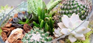 How beautiful is this example by…» Succulents Cactus Bowl 650x305 Homestead Gardens Inc