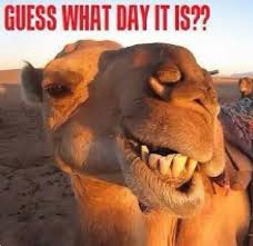 Pin By Adell Cooper On Camels Giraffes Okapi Llamas Hoofed Mammals Funny Wednesday Memes Wednesday Memes Dog Mom Quotes Humor