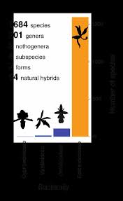 Image result for Microcharis spathulata