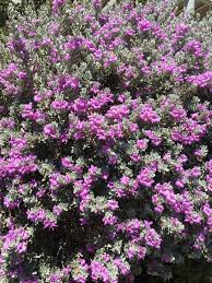 Travelers looking to see blooming bluebonnets in texas can find the best spot in the texas hill country towns like wimberley, fredericksburg, llano, and burnet. Gardening Texas Ranger And Other Plants Do Best When They Re Ignored San Gabriel Valley Tribune