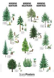 Coniferous Tree Poster Conifer Trees Tree Drawing Tree Identification