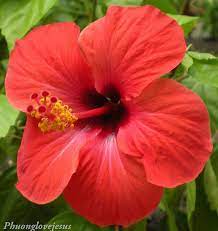 The World Of Medicine Pharmacy Discount News Hibiscus Rosa Sinensis Hibiscus Hibiscus Flowers