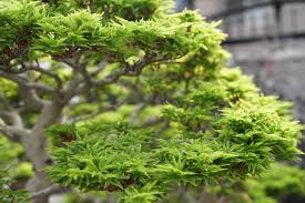 Check spelling or type a new query. Creating Ramification On Shishigashira Maple