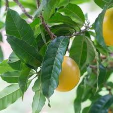 Image result for Pouteria altissima