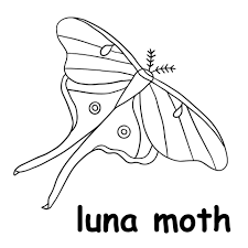 kids line illustration coloring luna moth. animal outline 15238220 Vector  Art at Vecteezy