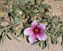 Image result for Stenostelma corniculatum