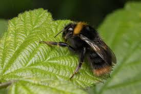 Image result for Bombus consobrinus
