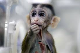 Chinese scientists clone five baby monkeys after editing genes to induce  mental illness to aid research