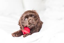 An animated version of an american cocker spaniel portrayed one of the main characters lady in the 1955 disney feature film lady and the tramp. Our New Puppy Baskin The Chocolate Cocker Spaniel Anna Filly Photography