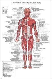Brand New 24x36 Inches Will Ship In A Tube Human Body Muscles Human Body Anatomy Body Anatomy