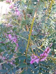 Image result for Indigofera transvaalensis