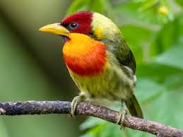 Image result for Annickia lebrunii