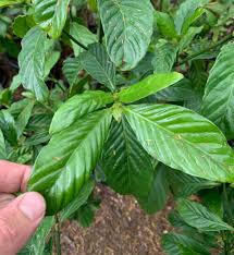 Image result for Psychotria vogeliana