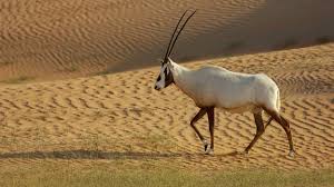 African rhinoceros number eight would be the african rhinoceros. Bbc Earth Meet Ten Animals That Look Like Real Life Unicorns