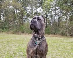 Kopek Dunyasi Adli Kullanicinin Cane Corso Panosundaki Pin 2020
