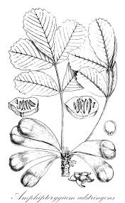 Image result for Anacardiaceae