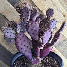 The trick is that the prickly pear extract needs to ingested before the. Opuntia Baby Rita Fairyblooms Succulents Plants Cacti And Succulents