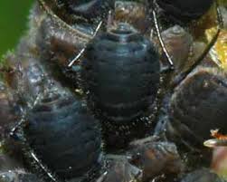 Learn vocabulary, terms and more with flashcards, games and other study tools. Aphid Identification To Genera