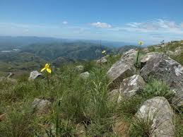 Image result for Moraea spathulata
