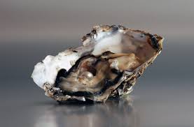 Pearls: what they are, what pearls are made of and how they form - Discover  Wildlife