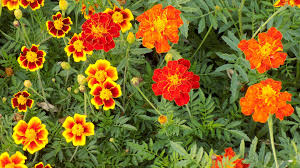 Maybe you would like to learn more about one of these? The 7 Fastest Growing Flower Seeds My Weekly