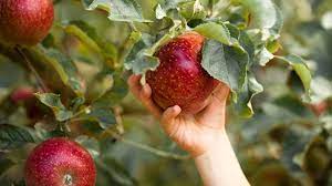 Wann die äpfel geerntet werden sollen. Vom Ernte Dank Zum Dank Ernten Evangelisch De