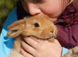 They are usually not in very good condition and usually dont com from good breeders. Finding A Home For Your Rabbit Petfinder