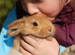 About 710,000 animals who enter shelters as strays are returned to their owners (620,000 dogs and 90,000 cats). Finding A Home For Your Rabbit Petfinder