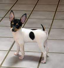 Sunglasses Rayban Ray Ban Eyewear Rayban Women Rayban Wayfarer Rayban Sunglasses Raybanoutlet Fox Terrier Puppy Rat Terrier Dogs Toy Fox Terrier Puppies