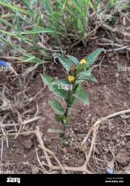 Image result for Sida urens