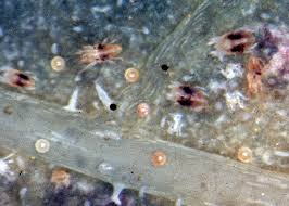 Image result for spotted spider mite