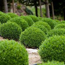 Image Result For Evergreen Shrubs For Front Of House Minnesota Green Velvet Boxwood Landscaping Shrubs Shrubs For Landscaping